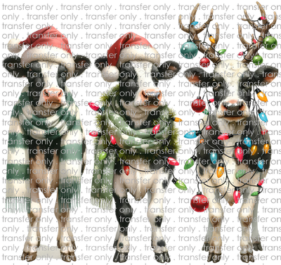 CHR 1078 Christmas Calves