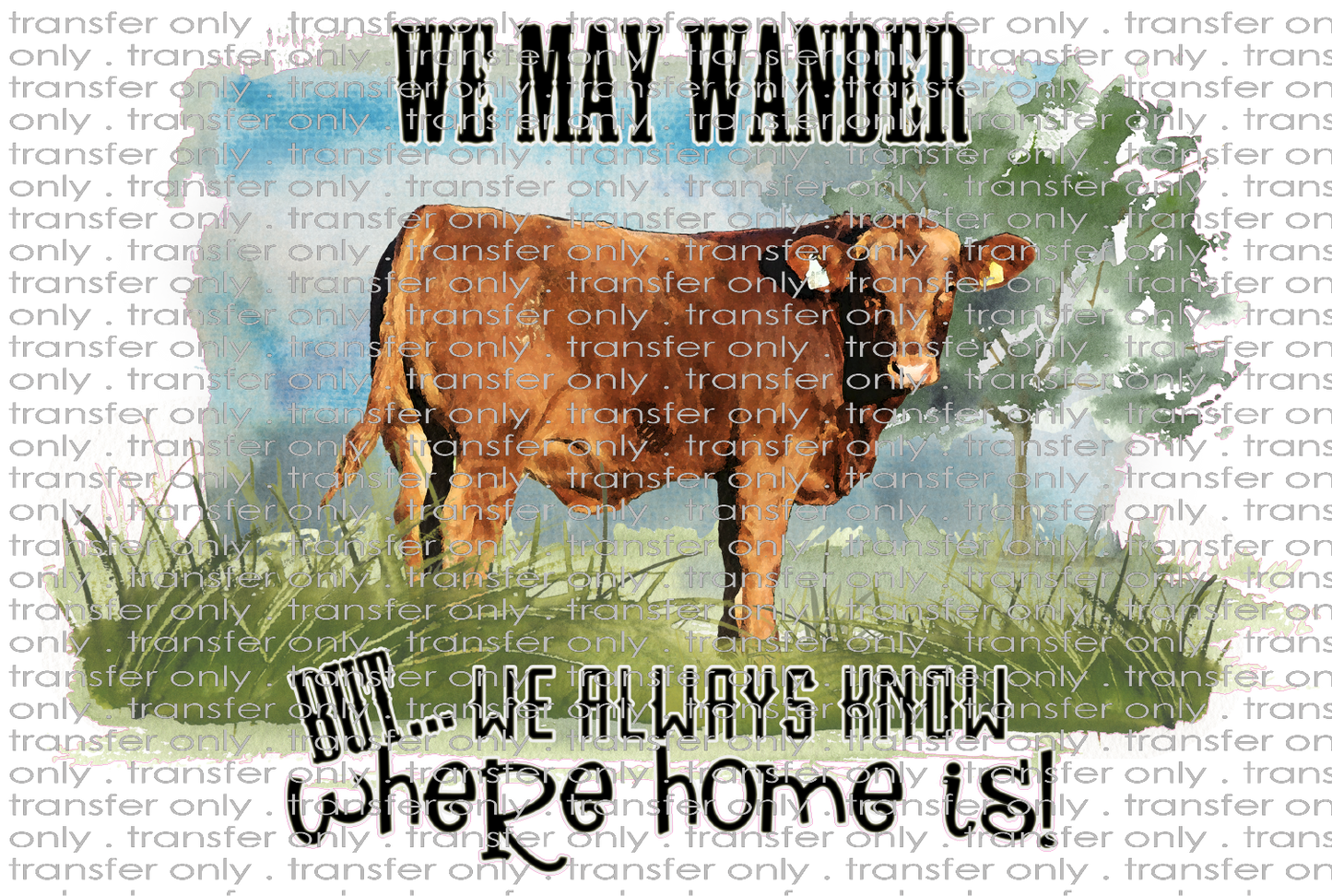 QUT 18 We May Wander Cow Pic